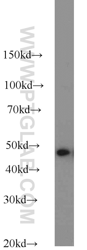 Western Blot (WB) analysis of HepG2 cells using SNX6 Polyclonal antibody (10114-1-AP)