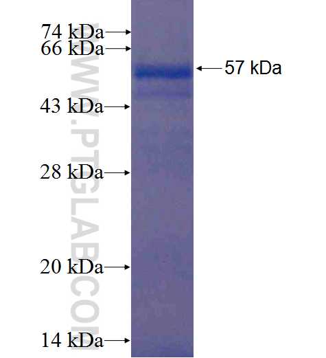 SNX6 fusion protein Ag0168 SDS-PAGE