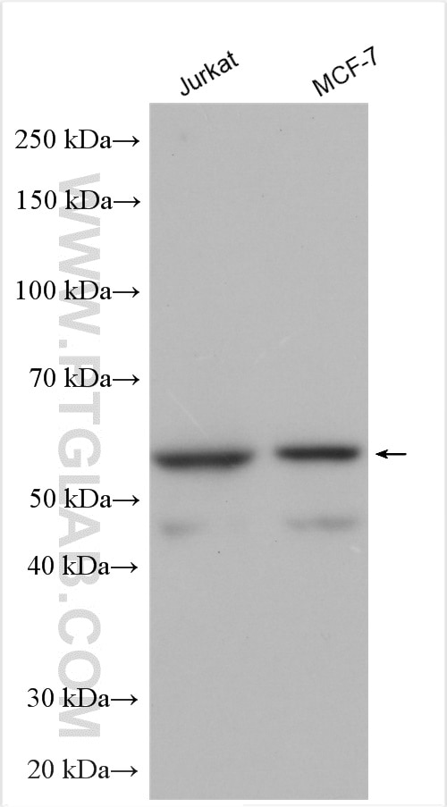 Western Blot (WB) analysis of various lysates using SNX8 Polyclonal antibody (11494-1-AP)