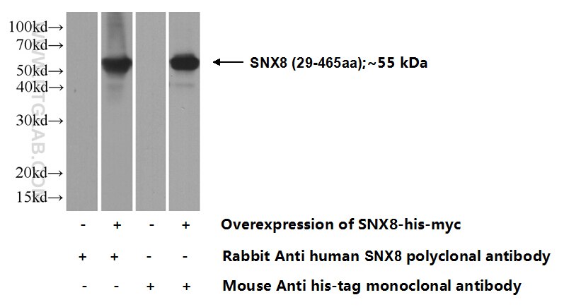 SNX8