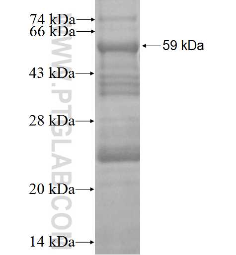 SNX8 fusion protein Ag2055 SDS-PAGE