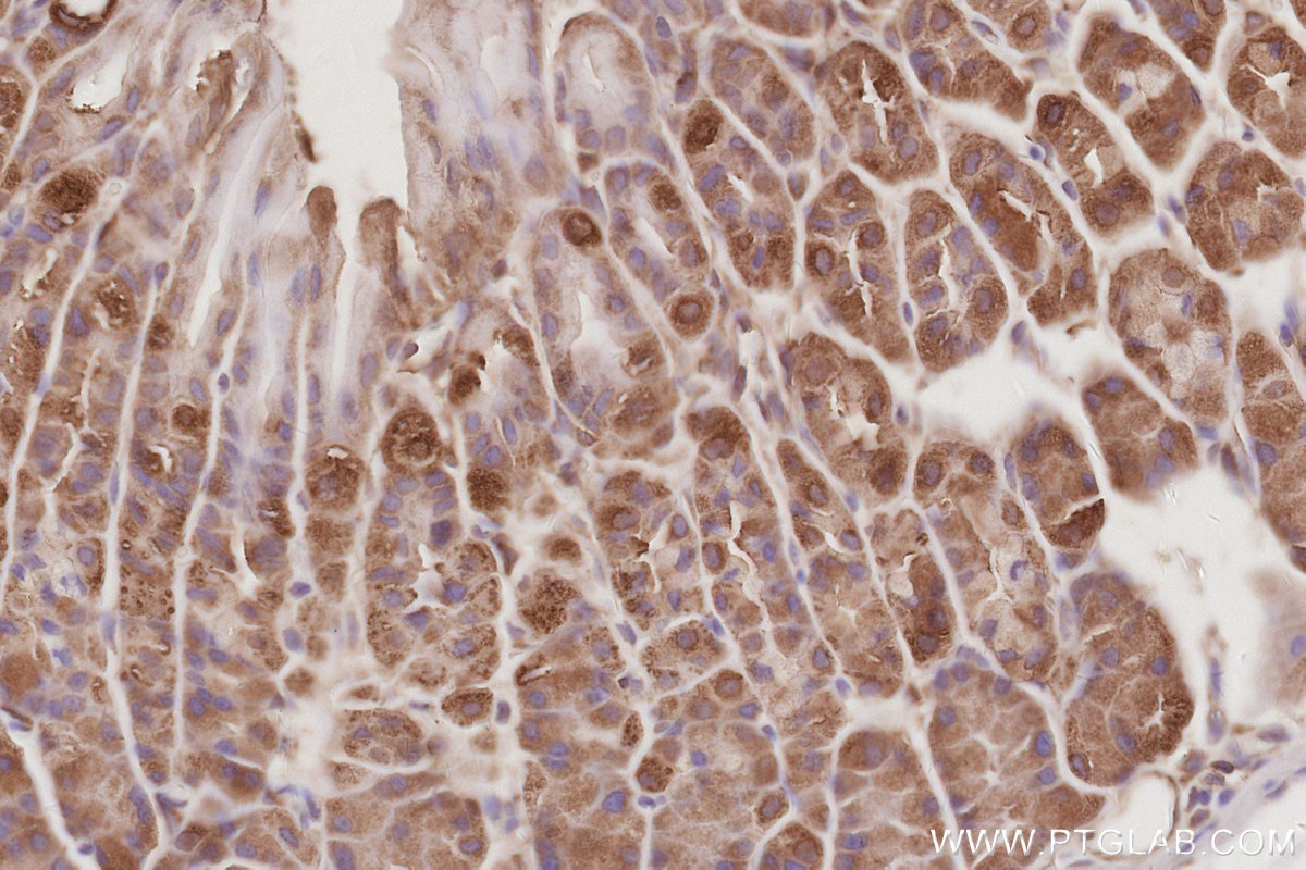 Immunohistochemistry (IHC) staining of mouse stomach tissue using SNX9 Polyclonal antibody (15721-1-AP)