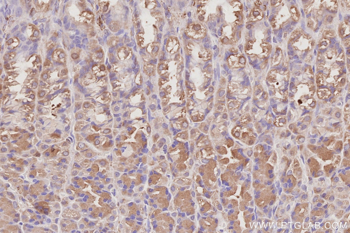 Immunohistochemistry (IHC) staining of rat stomach tissue using SNX9 Polyclonal antibody (15721-1-AP)