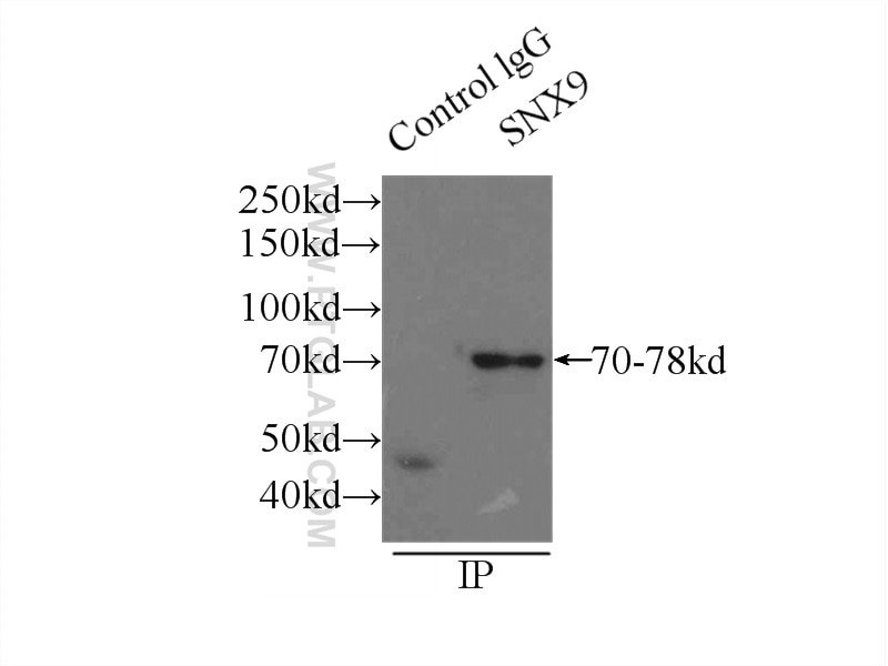 Immunoprecipitation (IP) experiment of mouse heart tissue using SNX9 Polyclonal antibody (15721-1-AP)