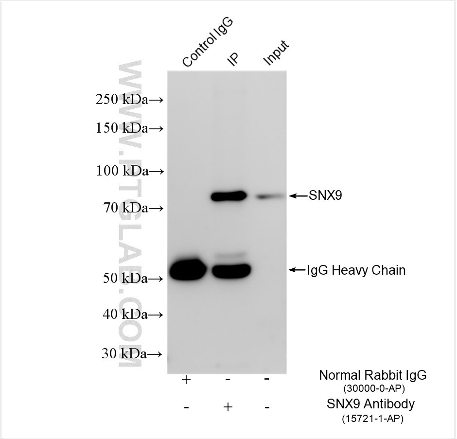 Immunoprecipitation (IP) experiment of mouse heart tissue using SNX9 Polyclonal antibody (15721-1-AP)