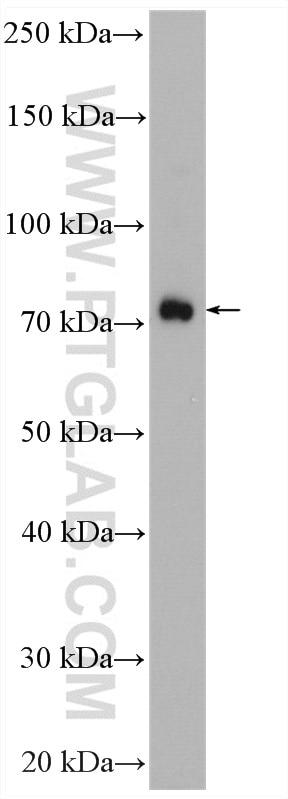 Western Blot (WB) analysis of rat heart tissue using SNX9 Polyclonal antibody (15721-1-AP)