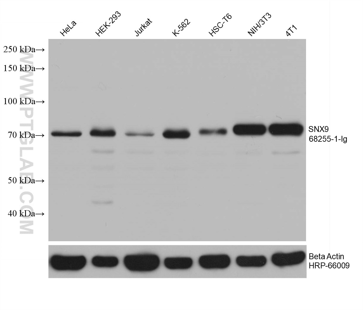 Western Blot (WB) analysis of various lysates using SNX9 Monoclonal antibody (68255-1-Ig)