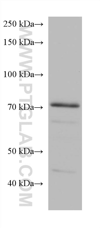 Western Blot (WB) analysis of MCF-7 cells using SNX9 Monoclonal antibody (68255-1-Ig)