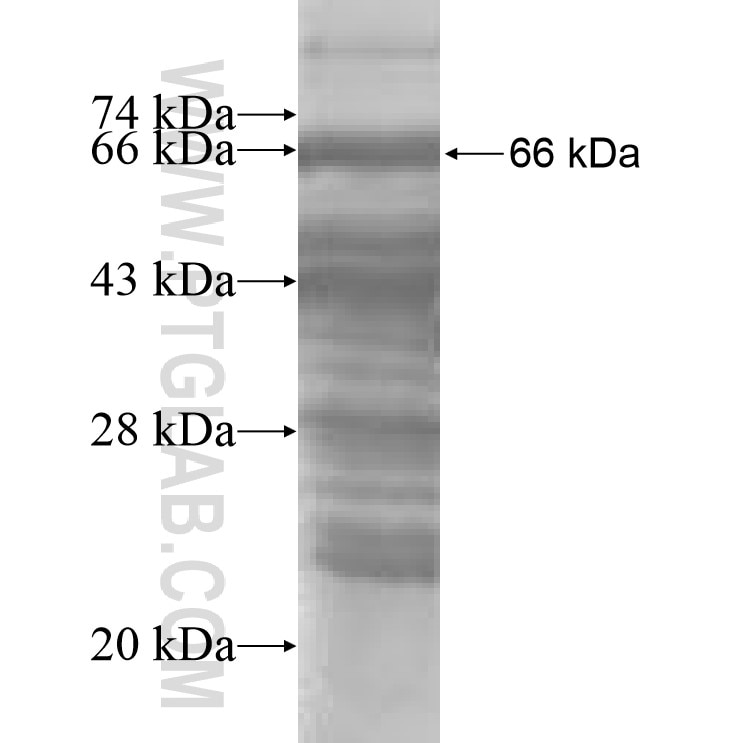 SNX9 fusion protein Ag8440 SDS-PAGE