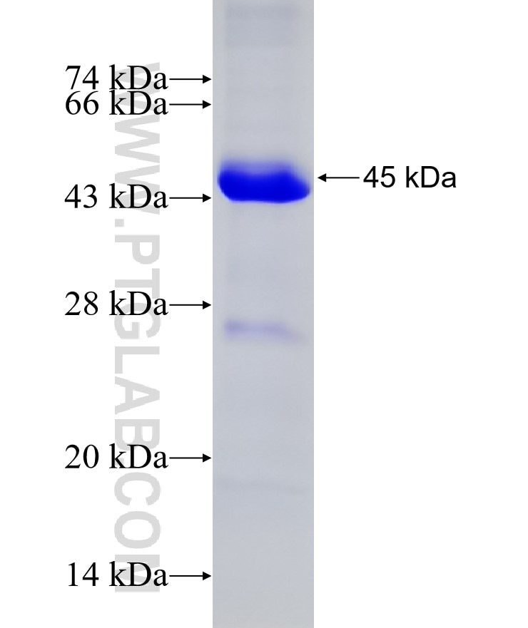 SNX9 fusion protein Ag8446 SDS-PAGE