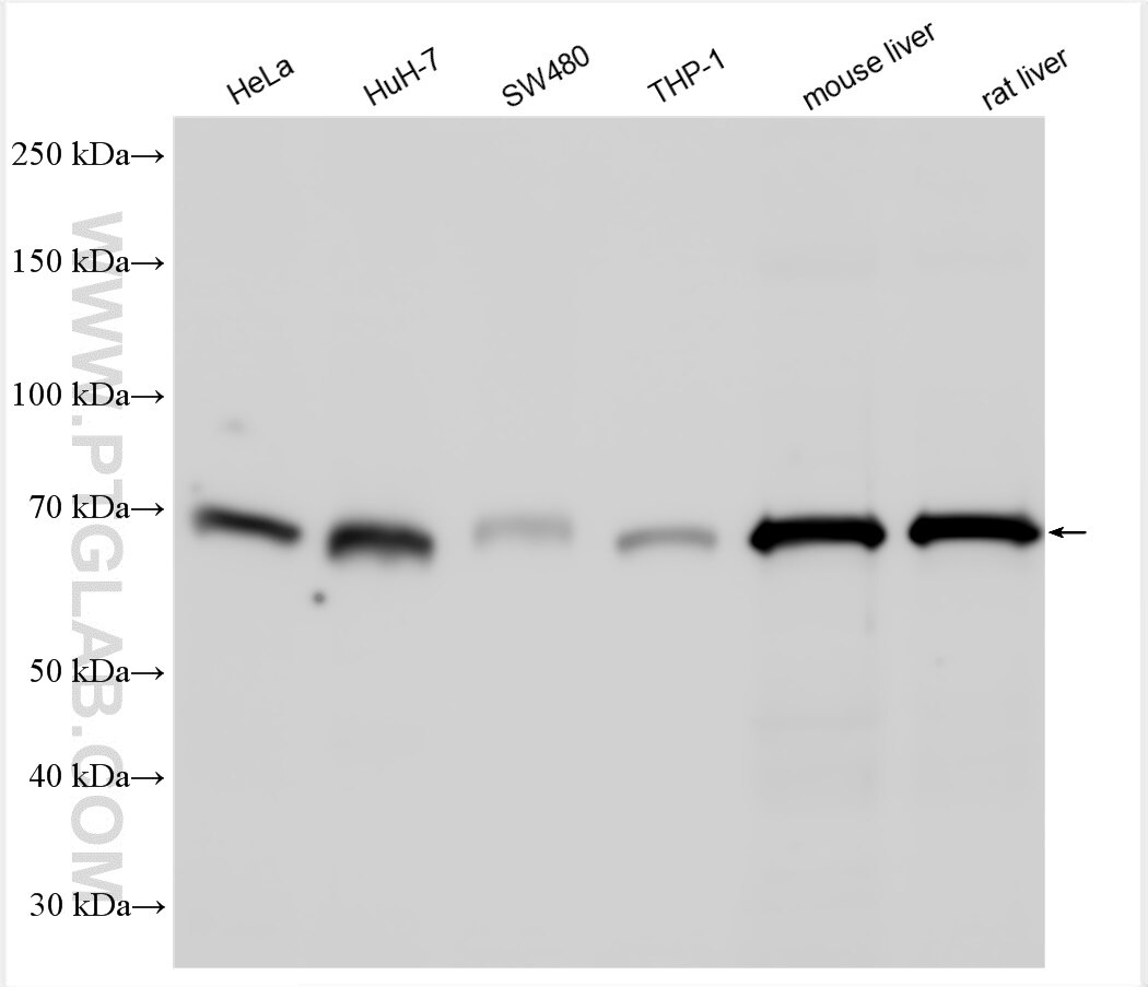 Western Blot (WB) analysis of various lysates using SOAT1/ACAT1 Polyclonal antibody (13202-1-AP)
