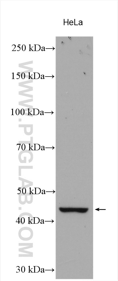 WB analysis using 21852-1-AP