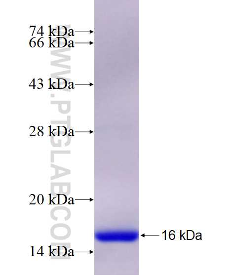 SOCS1 fusion protein Ag23119 SDS-PAGE