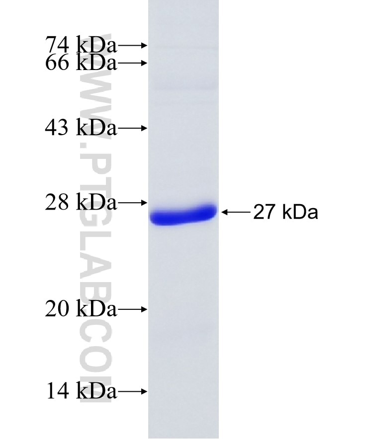 SOCS1 fusion protein Ag19318 SDS-PAGE