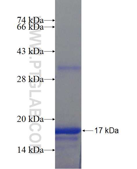 SOCS2 fusion protein Ag24394 SDS-PAGE