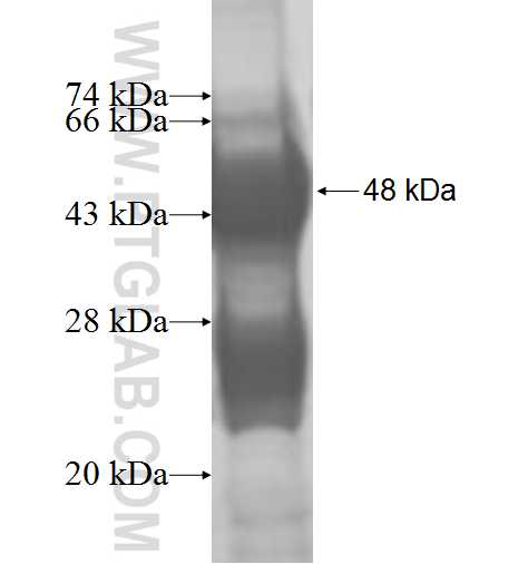 SOCS2 fusion protein Ag8909 SDS-PAGE