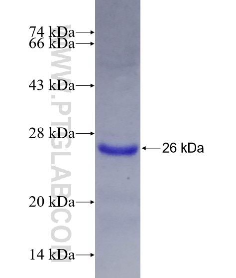 SOCS2 fusion protein Ag9317 SDS-PAGE