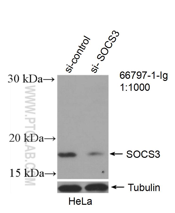 WB analysis of HeLa using 66797-1-Ig