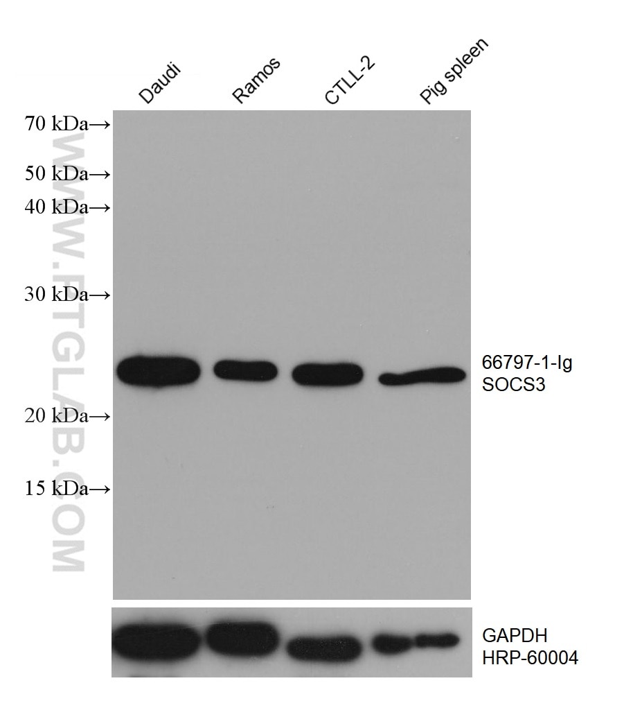 Western Blot (WB) analysis of various lysates using SOCS3 Monoclonal antibody (66797-1-Ig)