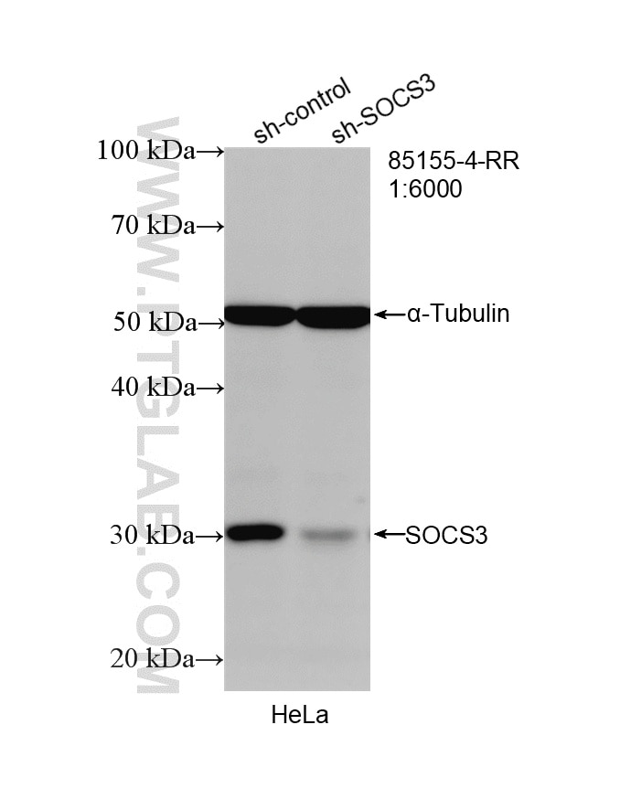 Western Blot (WB) analysis of HeLa cells using SOCS3 Recombinant monoclonal antibody (85155-4-RR)