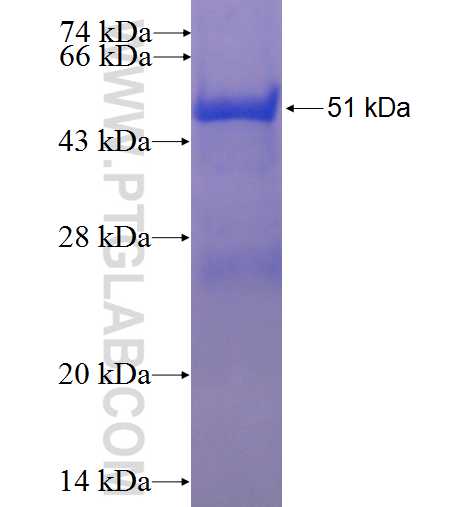 SOCS3 fusion protein Ag5170 SDS-PAGE