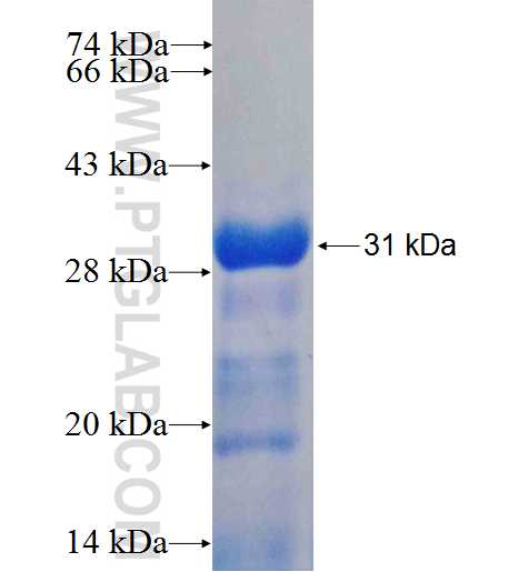 SOCS3 fusion protein Ag5386 SDS-PAGE