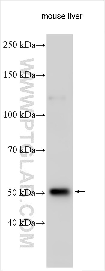 WB analysis using 27191-1-AP