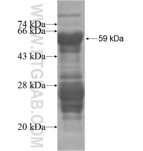 SOCS5 fusion protein Ag3494 SDS-PAGE