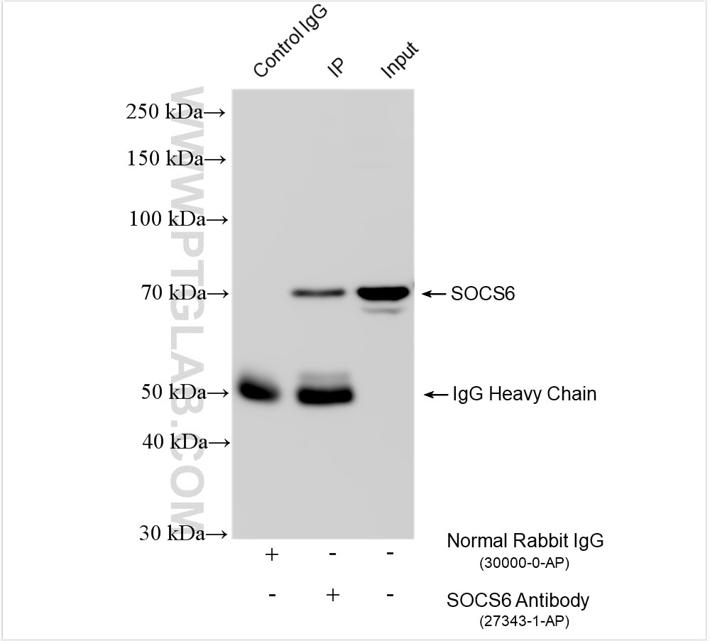 Immunoprecipitation (IP) experiment of NIH/3T3 cells using SOCS6 Polyclonal antibody (27343-1-AP)