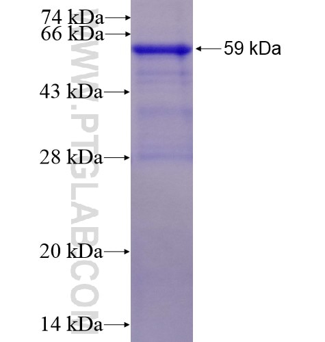 SOCS6 fusion protein Ag3096 SDS-PAGE