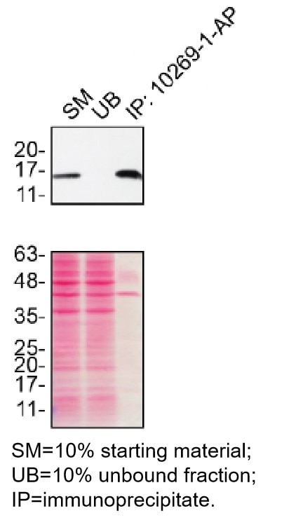 Immunoprecipitation (IP) experiment of HeLa cells using SOD1 Polyclonal antibody (10269-1-AP)