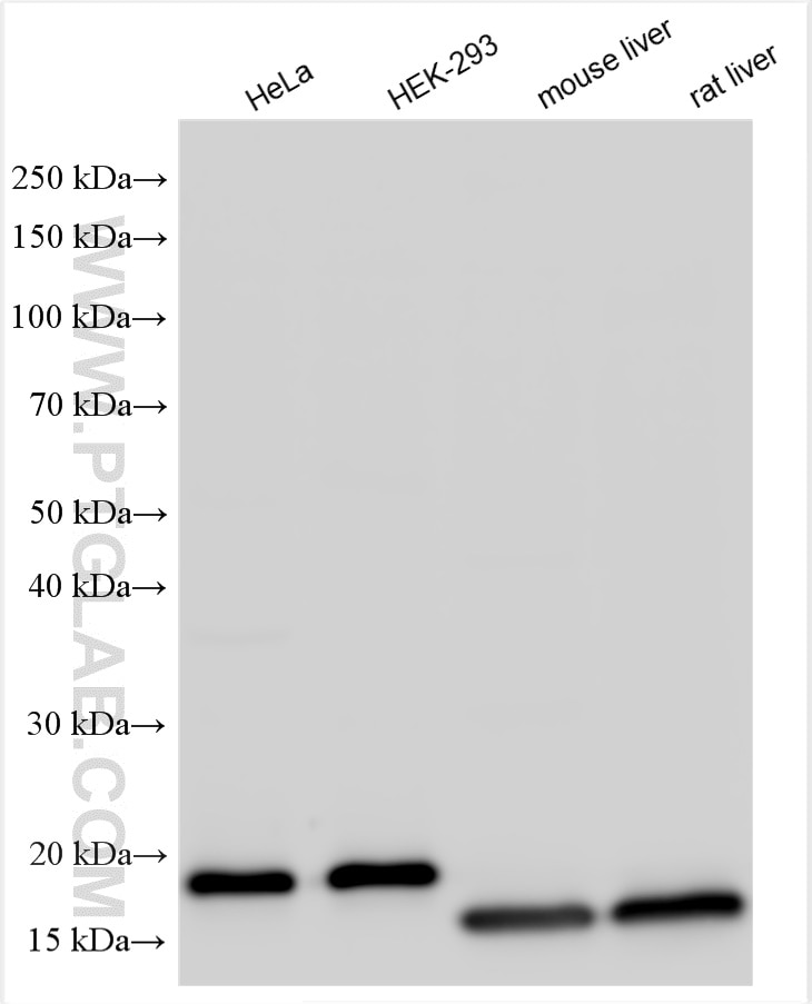 Western Blot (WB) analysis of various lysates using SOD1 Polyclonal antibody (10269-1-AP)