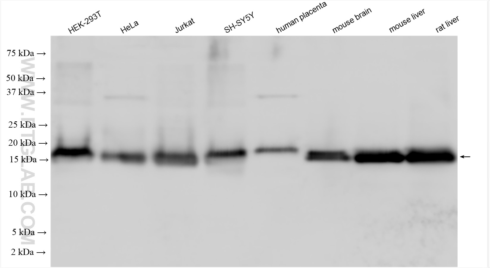 Western Blot (WB) analysis of various lysates using SOD1 Polyclonal antibody (10269-1-AP)