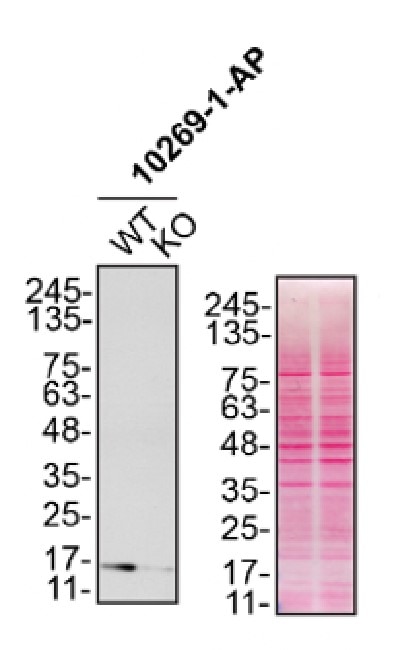 Western Blot (WB) analysis of HeLa cells using SOD1 Polyclonal antibody (10269-1-AP)