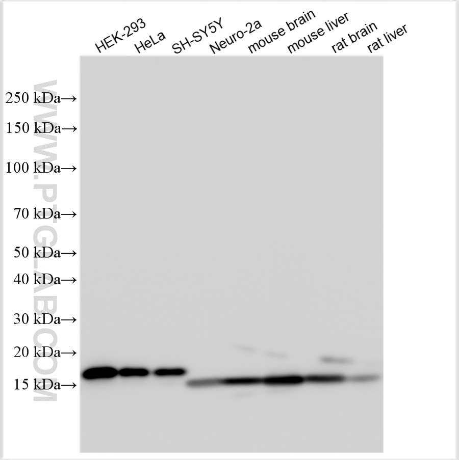 Western Blot (WB) analysis of various lysates using SOD1 Polyclonal antibody (10269-1-AP)