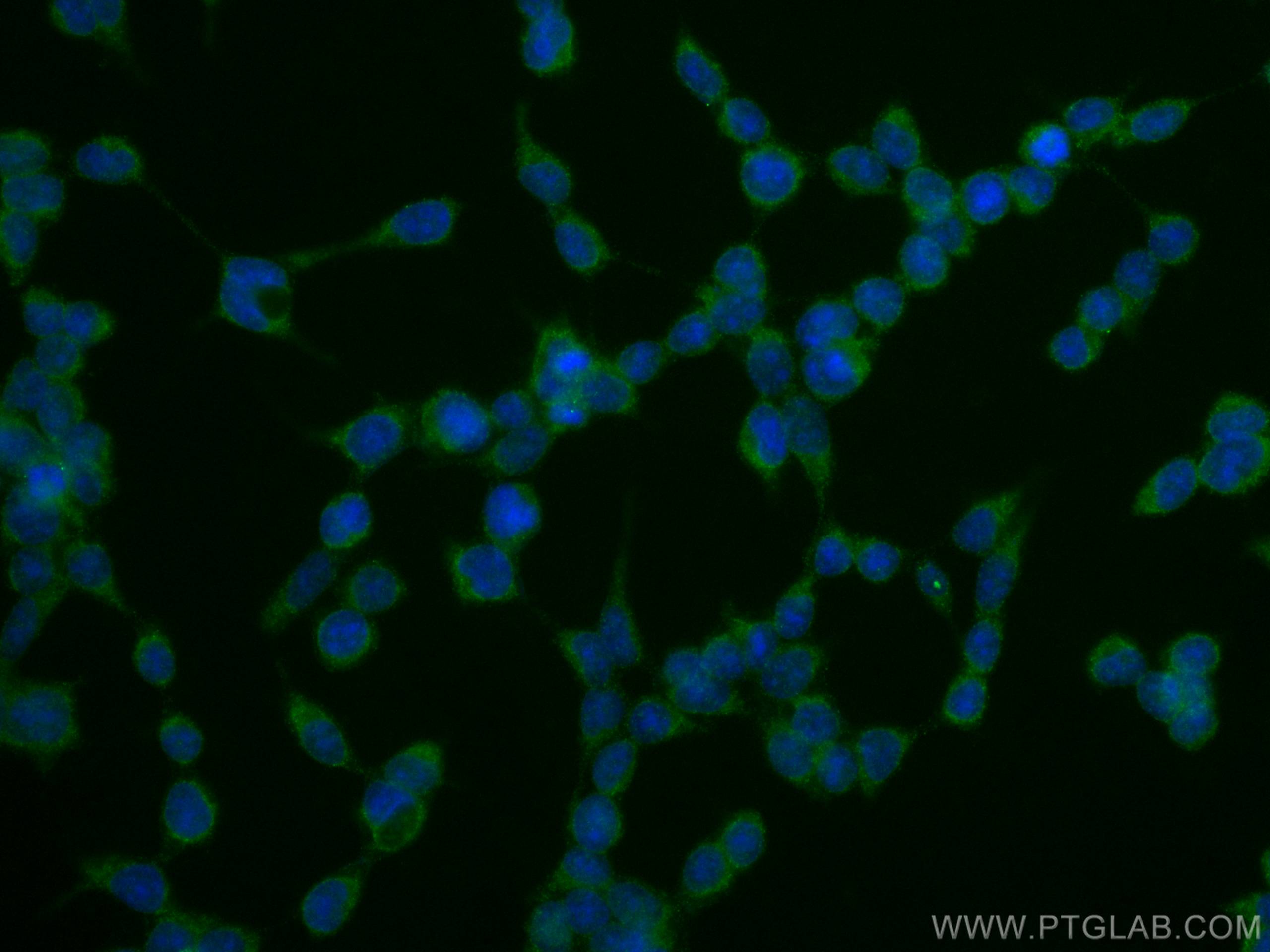 IF Staining of HEK-293T using 67480-1-Ig