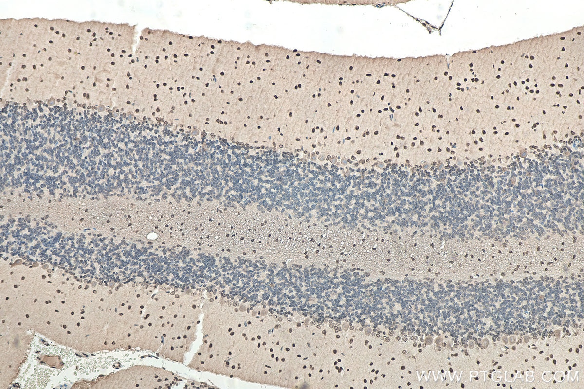 Immunohistochemistry (IHC) staining of rat cerebellum tissue using SOD1 Monoclonal antibody (67480-1-Ig)