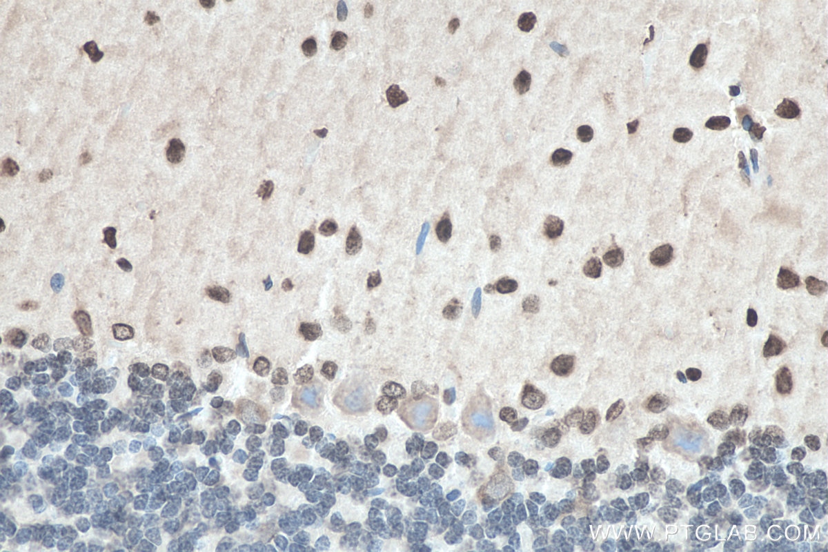 Immunohistochemistry (IHC) staining of rat cerebellum tissue using SOD1 Monoclonal antibody (67480-1-Ig)