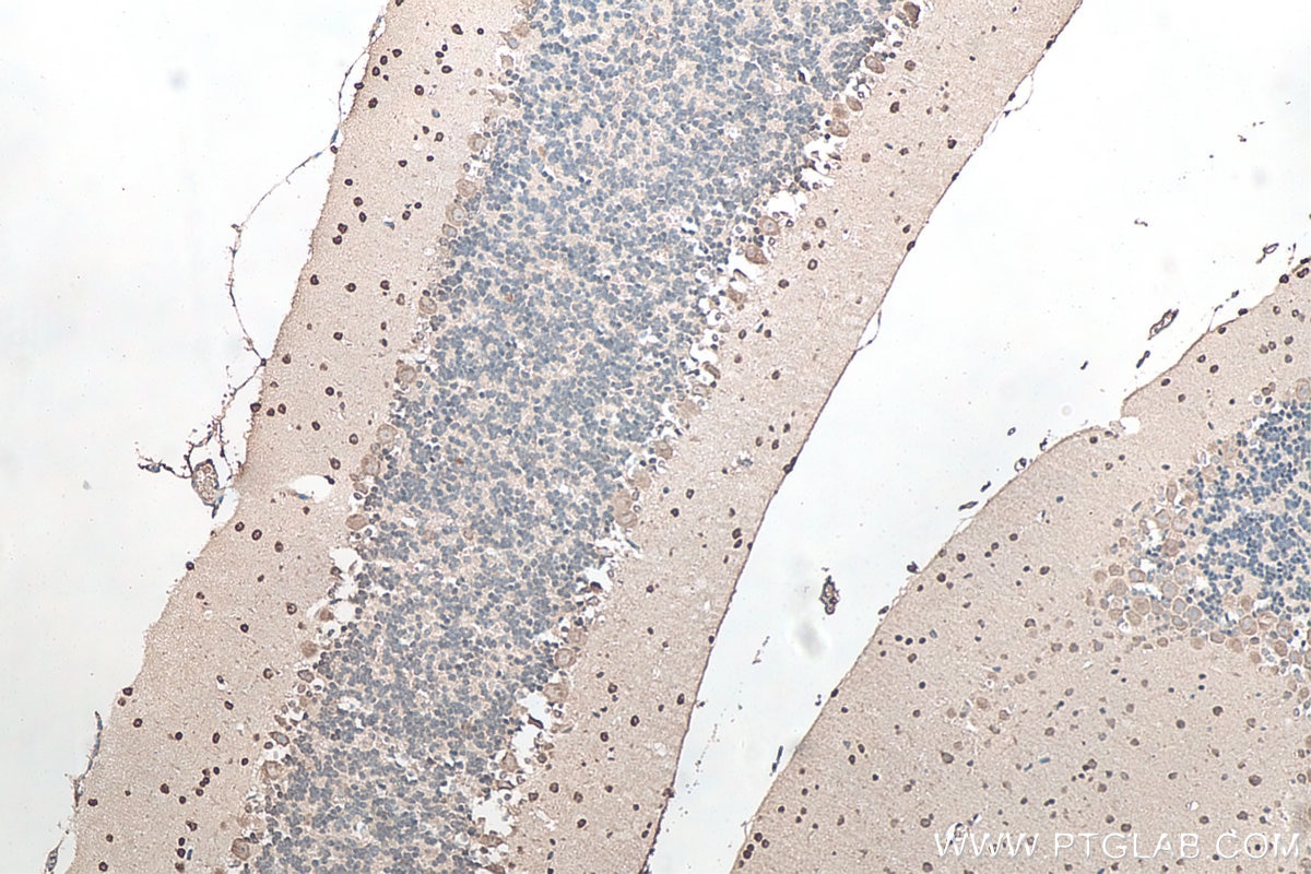 IHC staining of mouse cerebellum using 67480-1-Ig