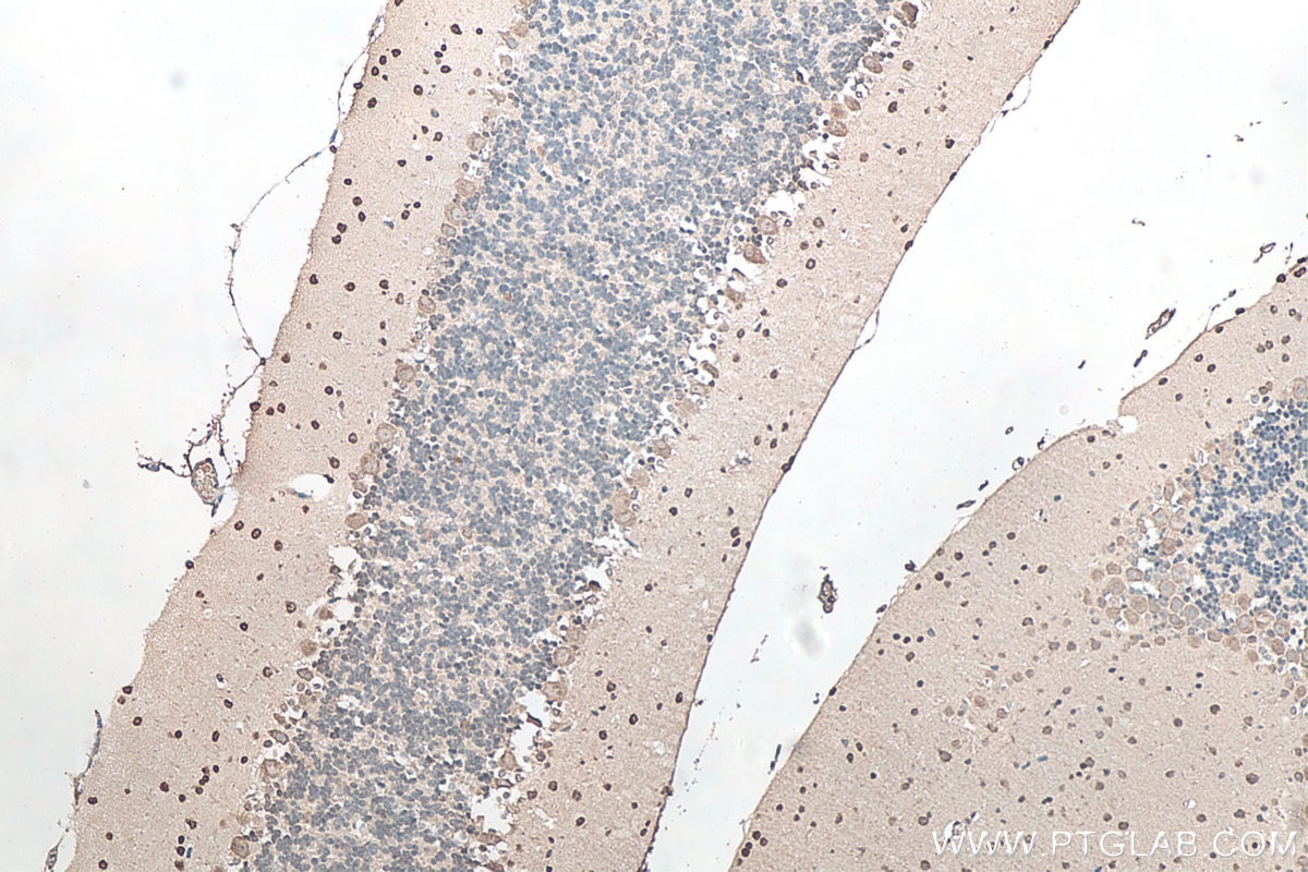 Immunohistochemistry (IHC) staining of mouse cerebellum tissue using SOD1 Monoclonal antibody (67480-1-Ig)