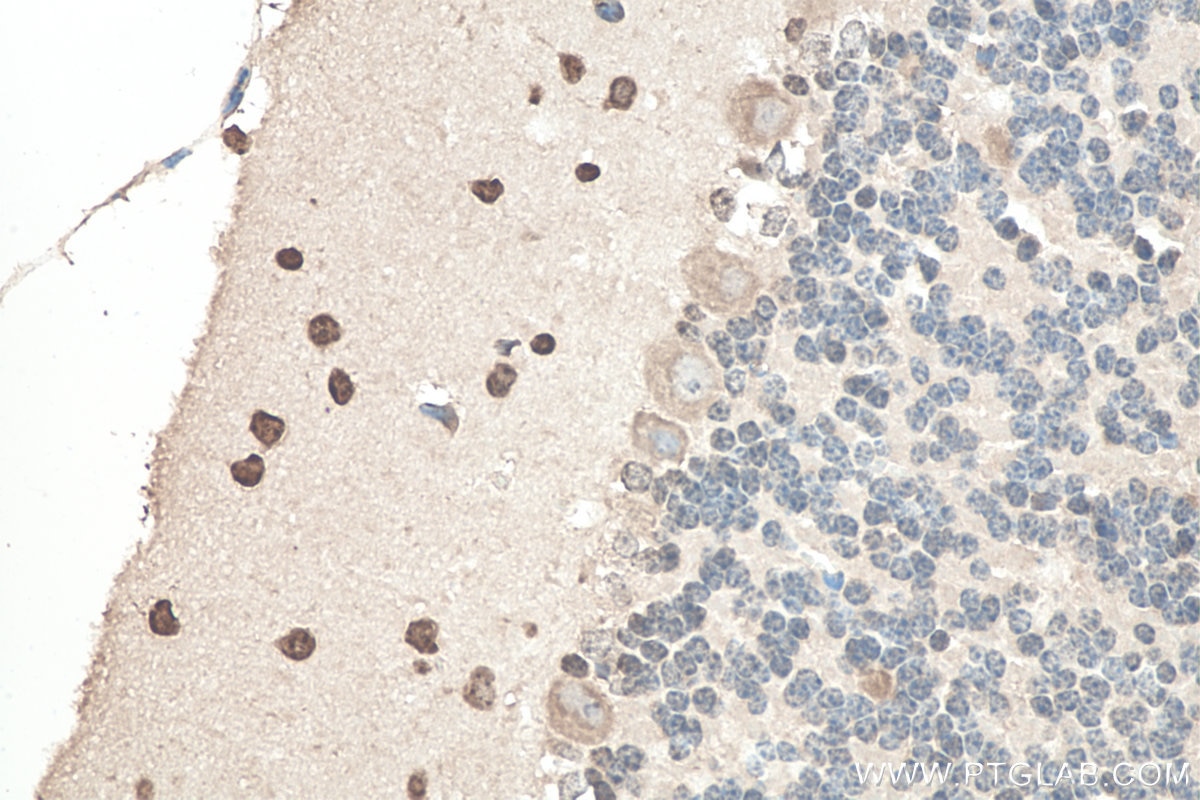 Immunohistochemistry (IHC) staining of mouse cerebellum tissue using SOD1 Monoclonal antibody (67480-1-Ig)