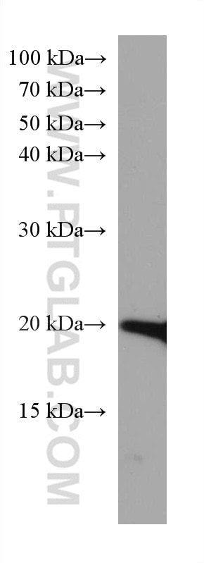 Western Blot (WB) analysis of HeLa cells using SOD1 Monoclonal antibody (67480-1-Ig)