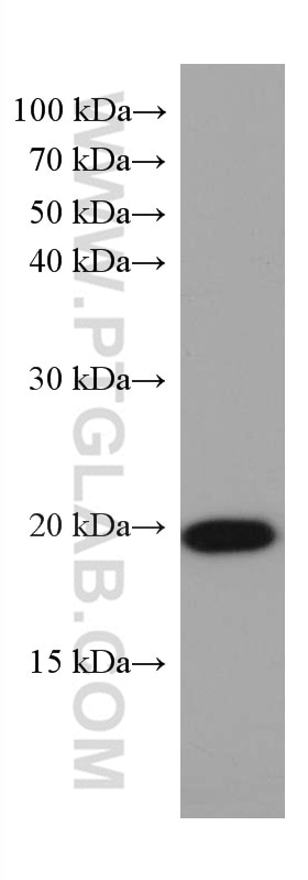 Western Blot (WB) analysis of HEK-293 cells using SOD1 Monoclonal antibody (67480-1-Ig)