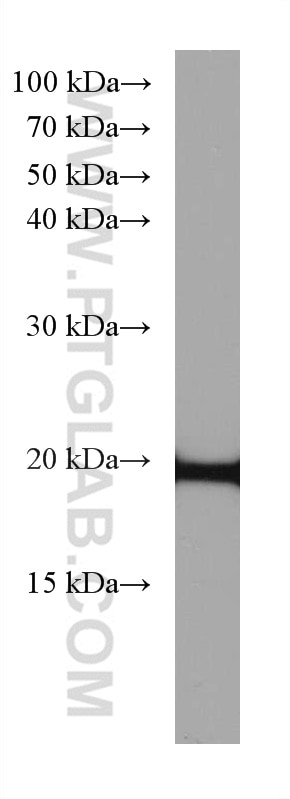 Western Blot (WB) analysis of HepG2 cells using SOD1 Monoclonal antibody (67480-1-Ig)