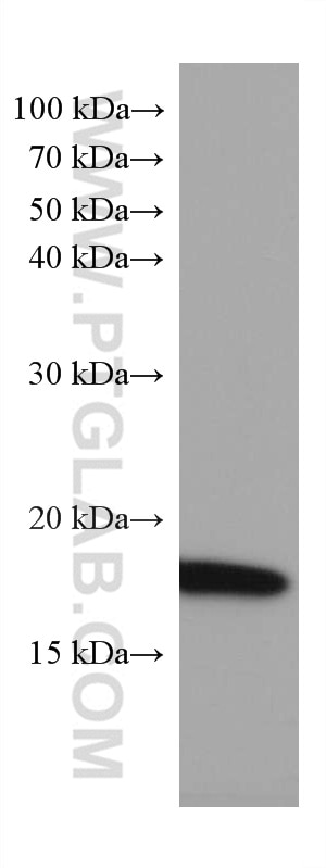 Western Blot (WB) analysis of mouse brain tissue using SOD1 Monoclonal antibody (67480-1-Ig)