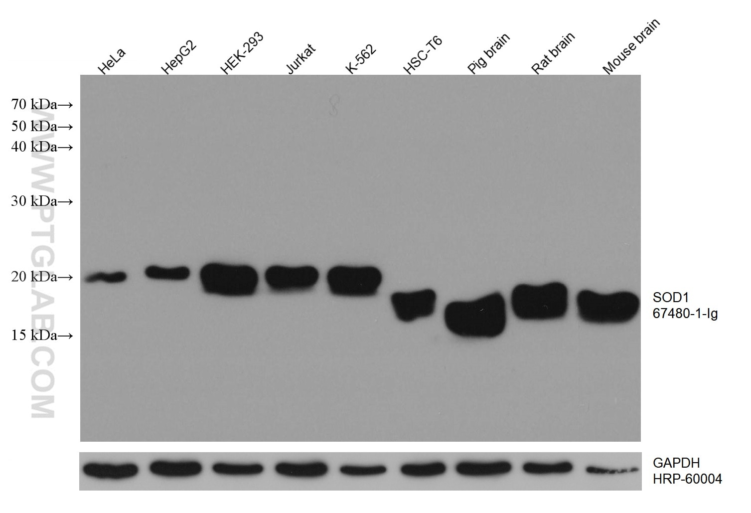 Western Blot (WB) analysis of various lysates using SOD1 Monoclonal antibody (67480-1-Ig)