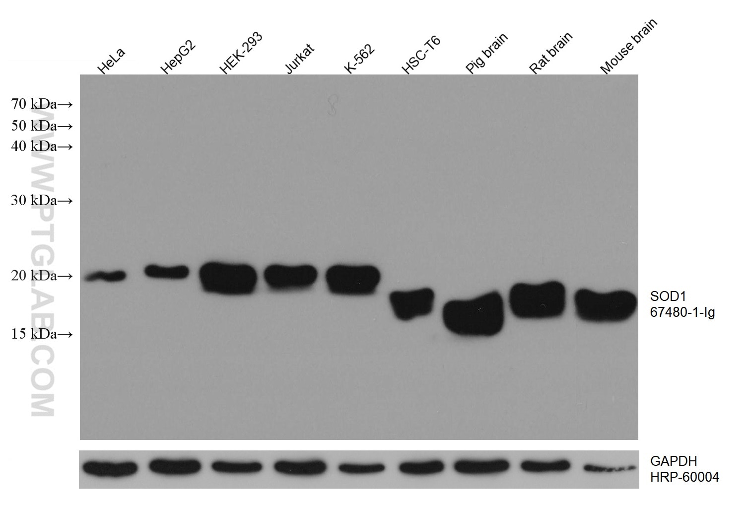 WB analysis using 67480-1-Ig