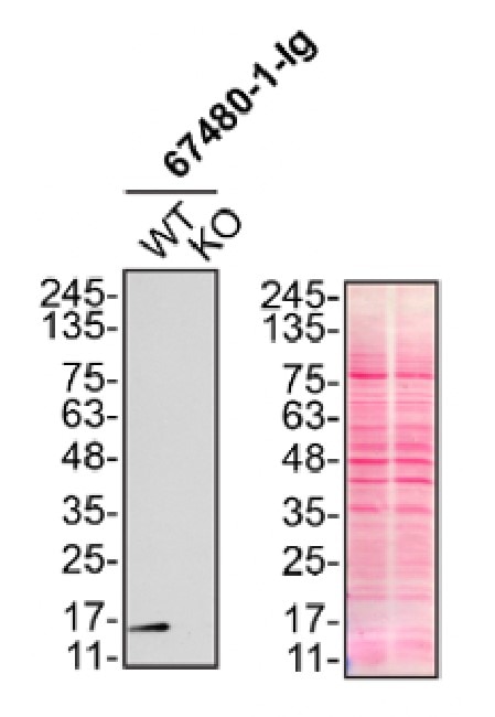 WB analysis of HeLa using 67480-1-Ig