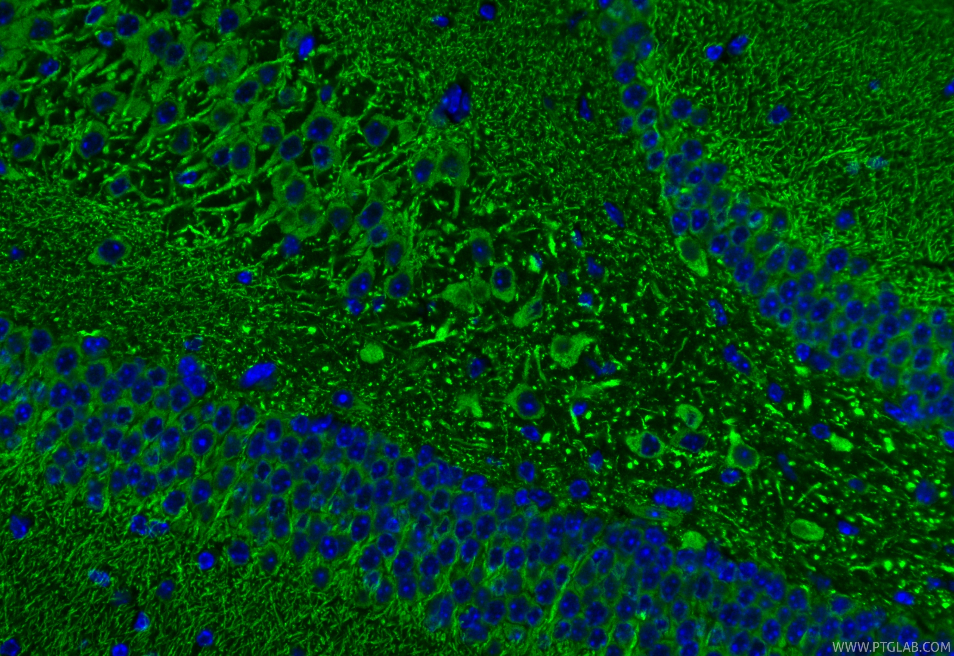 Immunofluorescence (IF) / fluorescent staining of mouse brain tissue using SOD1 Recombinant monoclonal antibody (83857-6-RR)