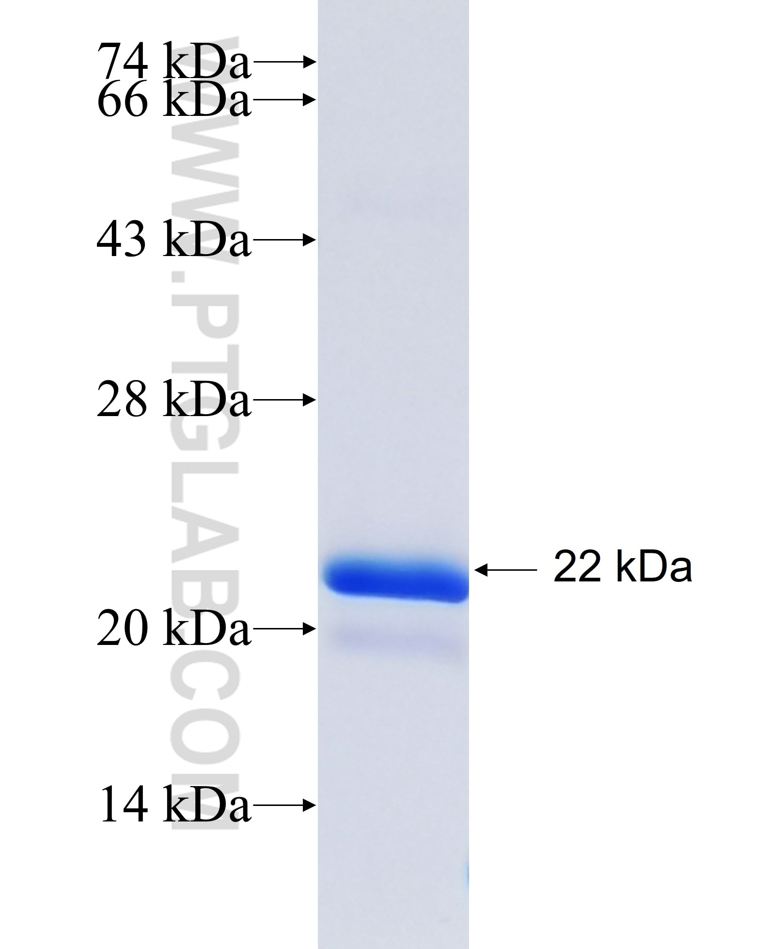 SOD1 fusion protein Ag28553 SDS-PAGE